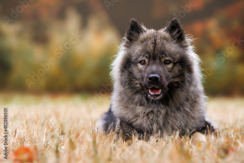 Eurasier