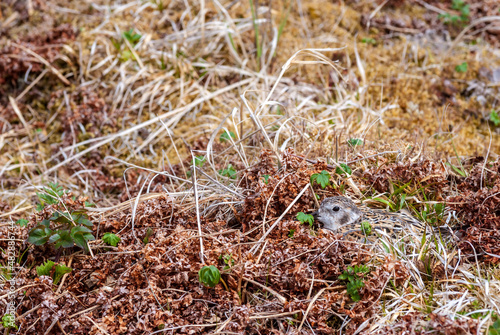 Rock Sandpiper  Calidris ptilocnemis  at nest in St. George Island  Pribilof Islands  Alaska  USA