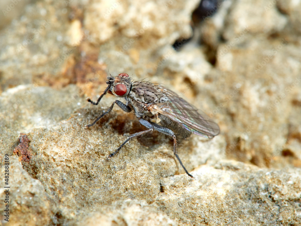 Seaweed Flies. Genus Fucellia Seaweed Flies. Genus Fucellia