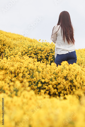 young woman happily walks alone in the morning alone in bright yellow chrysanthemum flower fields on the high hills of Chiang Mai and her visit to the chrysanthemum fields is only for short time.
