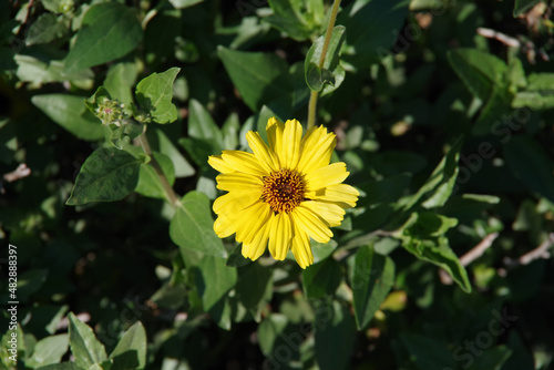 Close-up view of a single blossom of a encelia californica 
Coast Sunflower, California Bush Sunflower photo