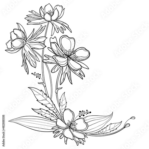 Corner bouquet with outline Eranthis or winter aconite flower and leaves in black isolated on white background.