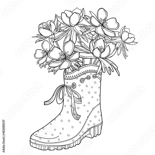 Bouquet of outline Eranthis or winter aconite flower and leaves in the rubber boot in black isolated on white background.