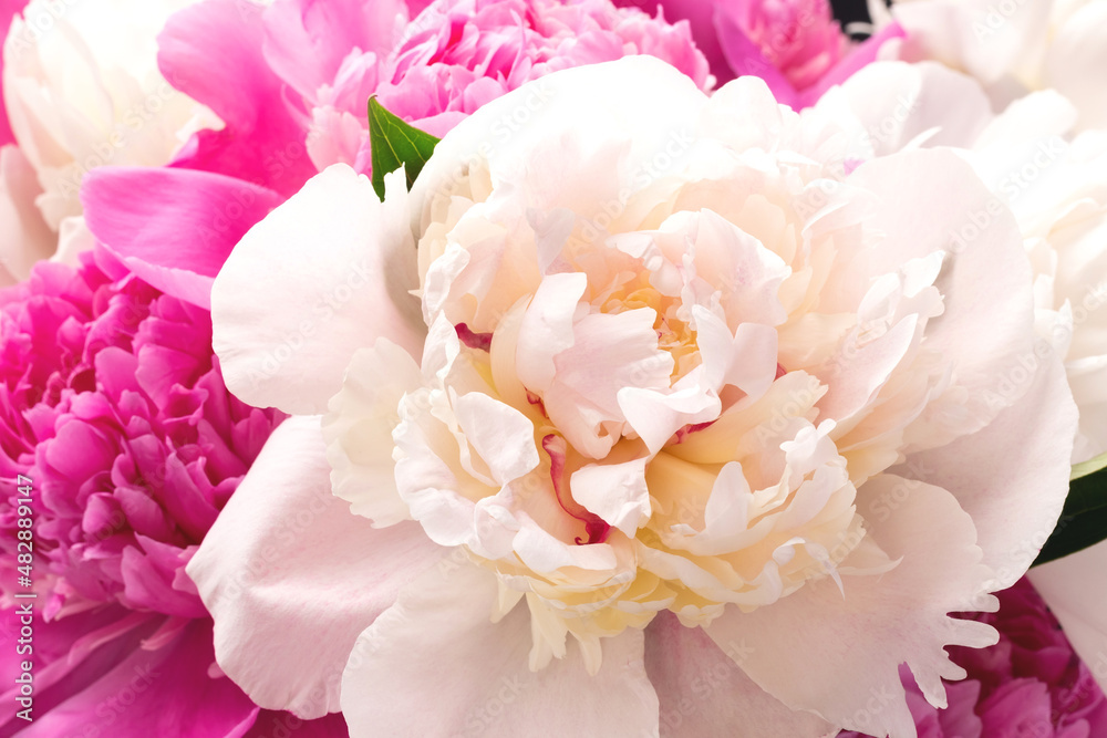 Bouquet of white and pink peonies closeup. Floral card design. Selective focus