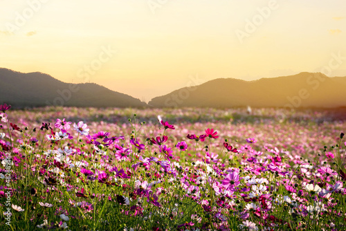 Cosmos flowers panorama blooming with sunset in the morning and bokeh in the garden at resort.concept festival and Ornamental flowers .