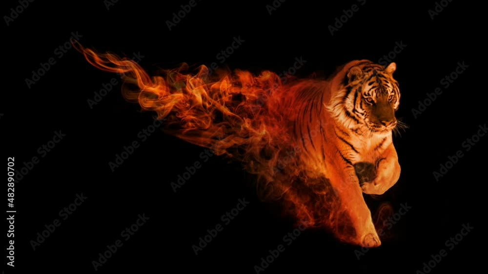 running bangal siberian tiger with amazing orange glow and moving smoke