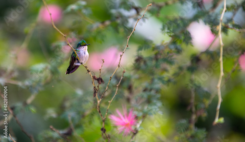 Colibri