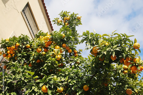 Orange trees at the streets of Cordoba, Spain