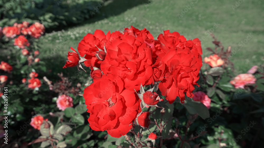 very beautiful flowers in the garden very beautiful flowers in the garden