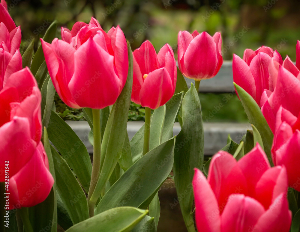 Red tulip flower with green stem and leaves in outdoor garden Red tulip flower with green stem and leaves in outdoor garden