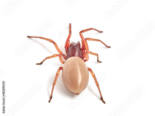 woodlouse spider, Dysdera crocata, photographed on white background photo