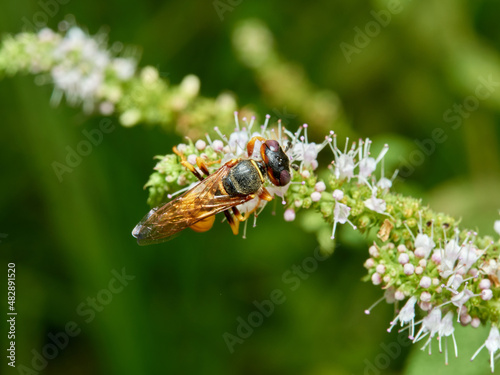 European Beewolf. Philanthus triangulum. photo