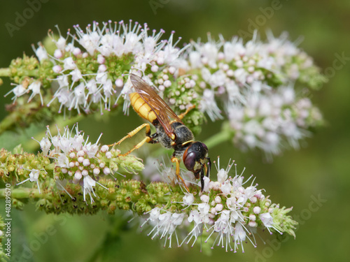 European Beewolf. Philanthus triangulum. photo