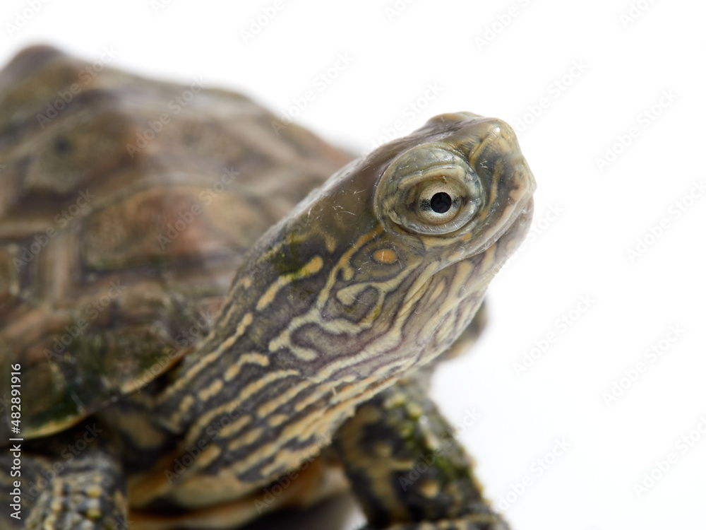Mediterranean turtle (Mauremys leprosa) Mediterranean turtle (Mauremys leprosa)