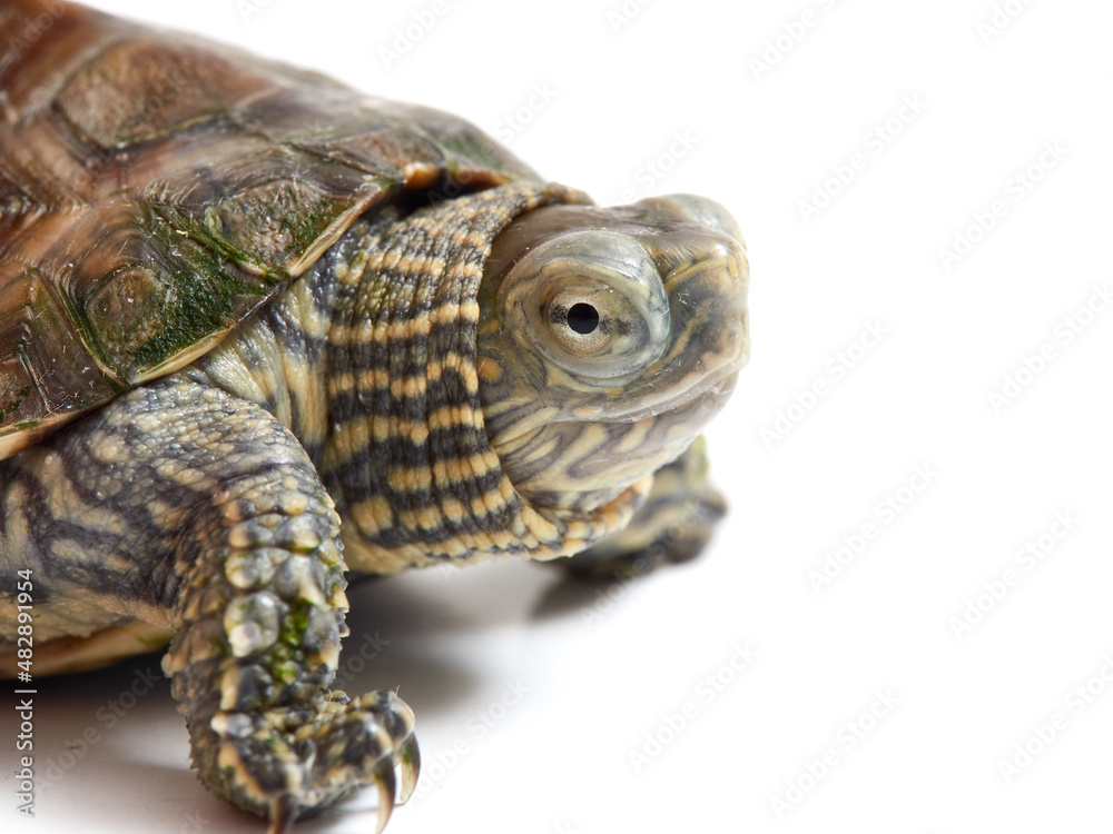 Obraz premium Mediterranean turtle (Mauremys leprosa)