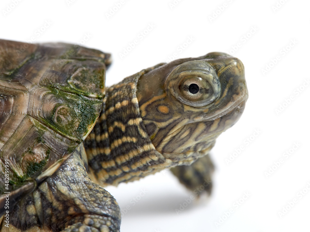 Obraz premium Mediterranean turtle (Mauremys leprosa)