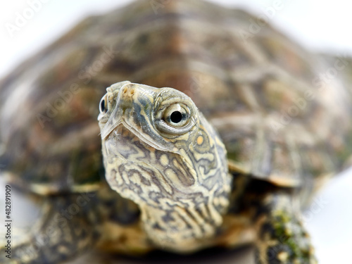 Mediterranean turtle (Mauremys leprosa)