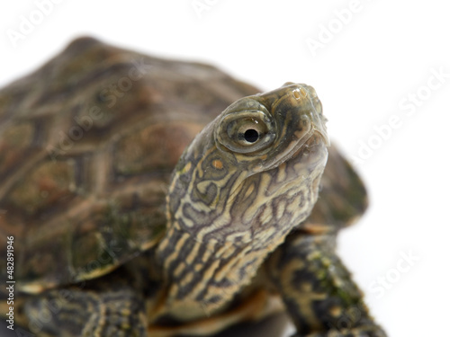 Mediterranean turtle (Mauremys leprosa) © Macronatura.es