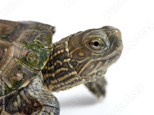 Mediterranean turtle (Mauremys leprosa) © Macronatura.es