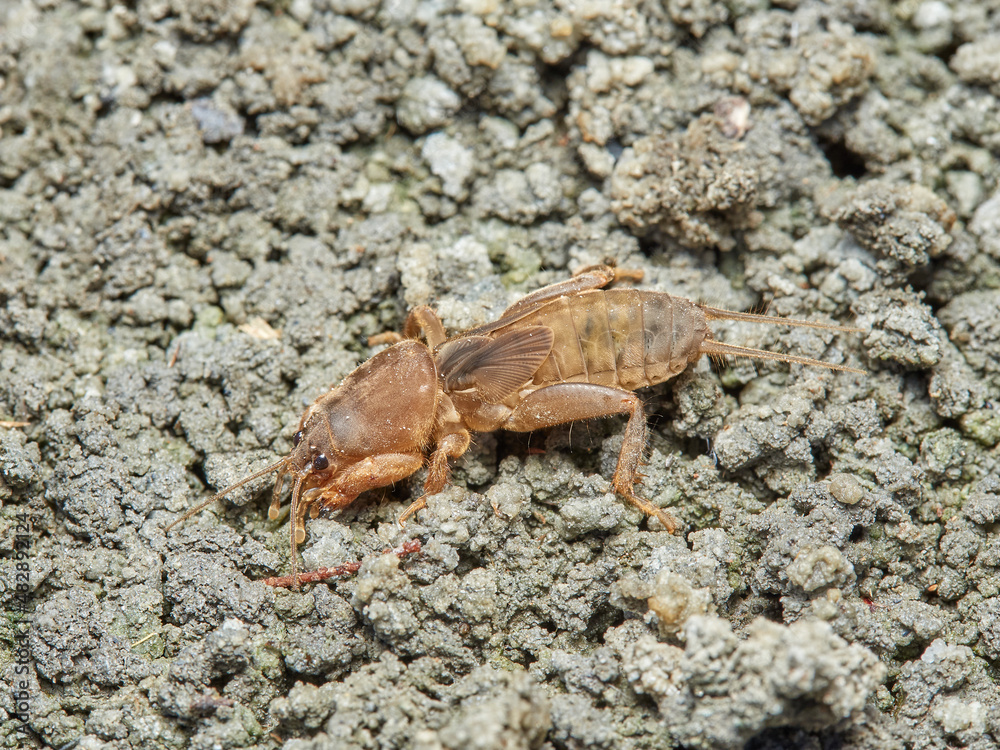 Mole Crickets. Genus Gryllotalpa Mole Crickets. Genus Gryllotalpa