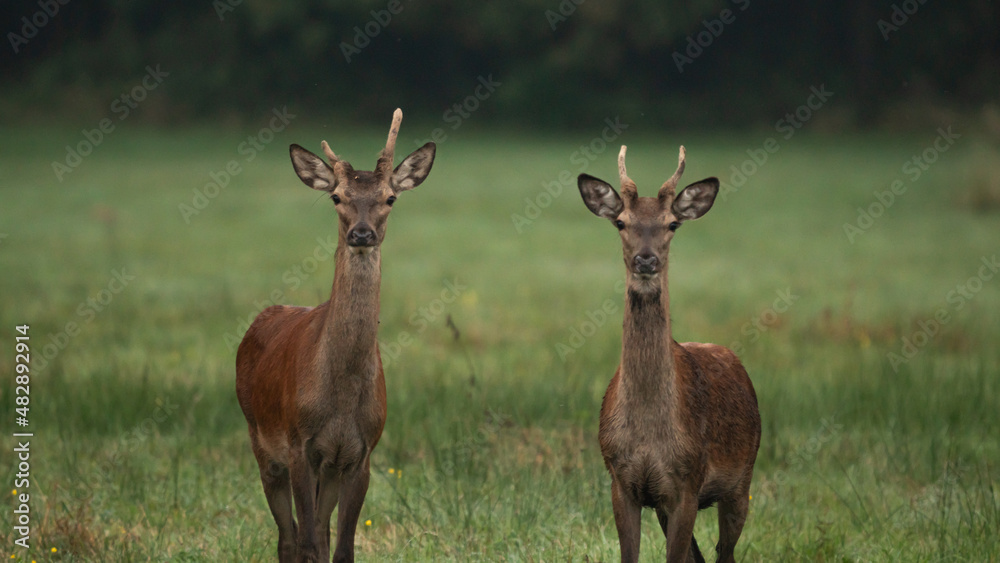 Fototapeta premium Two young Red deer (Cervus elaphus) standing in the summer landscape on the mid-forest meadow. Deer with a single antler