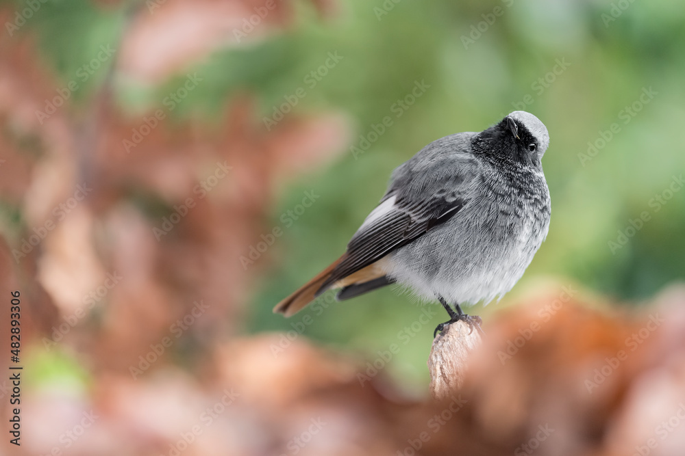 Fototapeta premium Plump, Black redstart male struggle with cold temperature (Phoenicurus ochruros)