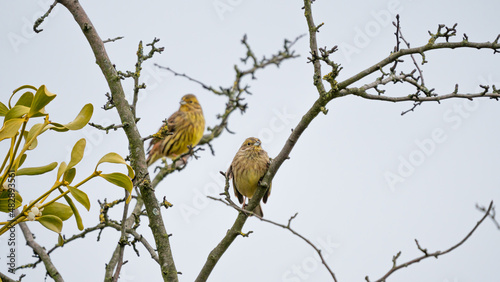 Yellowhammer (Emberiza citrinella) couple sits on branch in the crown of trees. Cloudy cold day