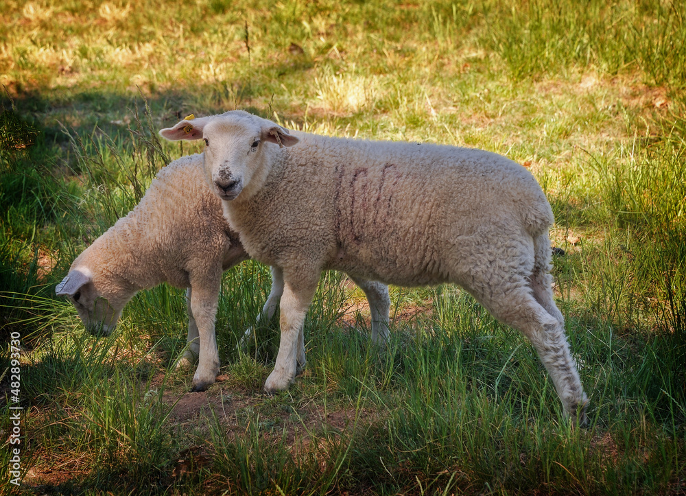 Obraz premium two sheep