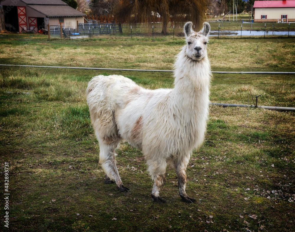 Fototapeta premium White Llama