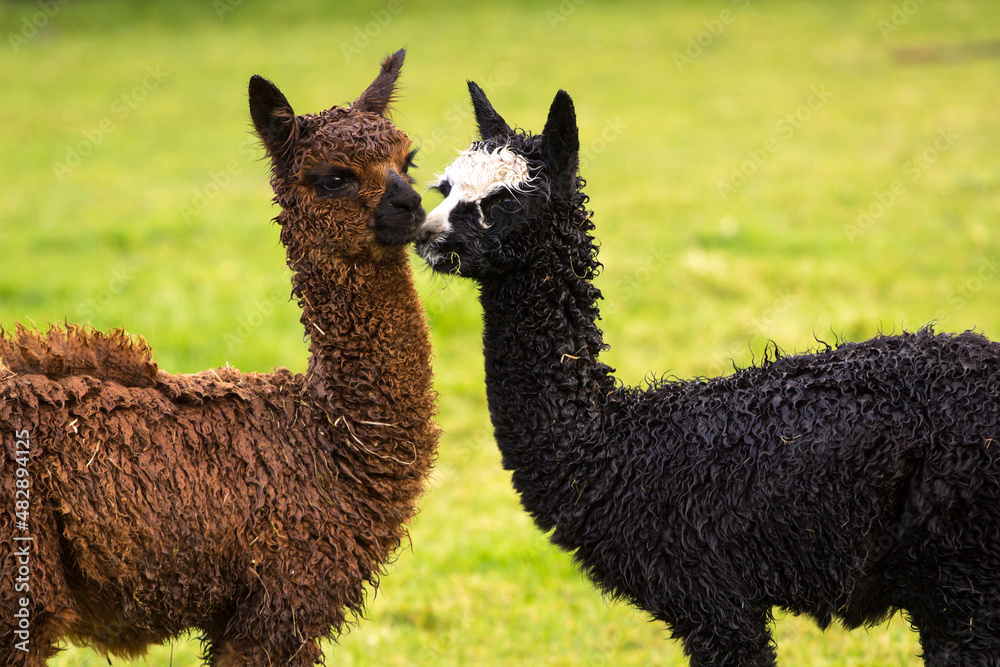 Obraz premium Cute alpaca babies on a farm