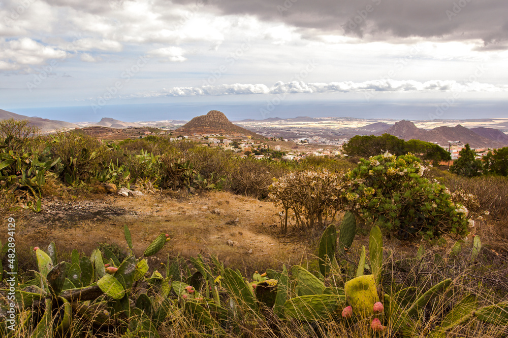 Beautiful landscape with endemic plants and mountains in Tenerife. Canary Islands, Spain.