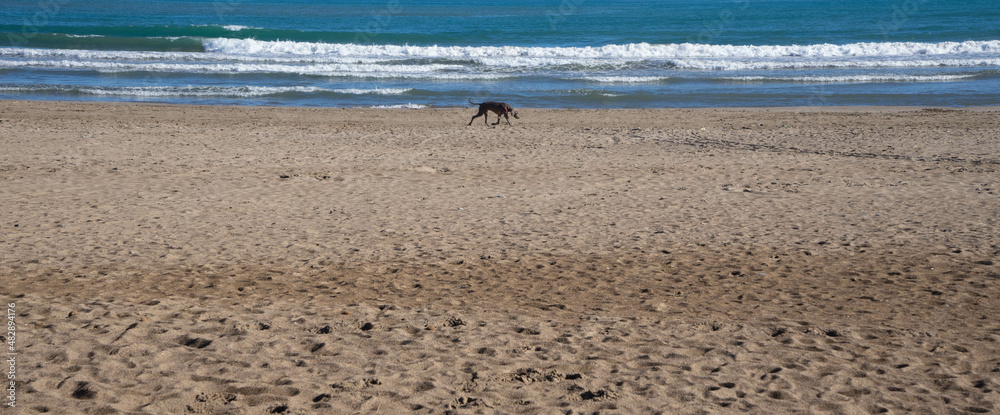 Perro gris paseando por la orilla del mar