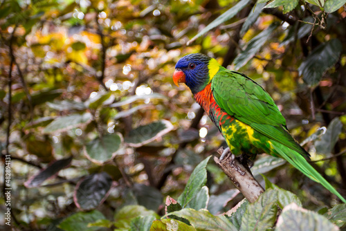 Rainbow lorikeet. colourful Australian parrot