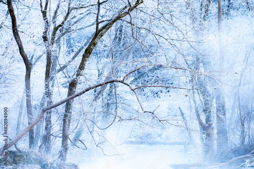 snow covered trees snow covered trees