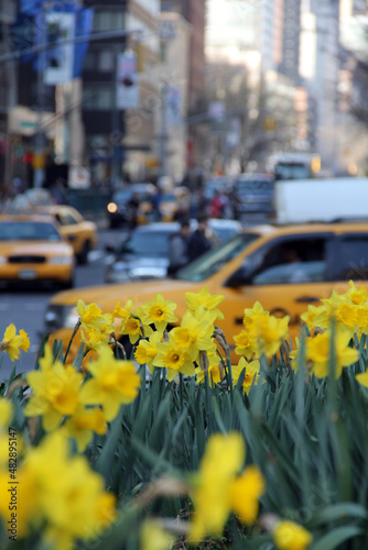 Photography Busy New York City Roundabout in Spring with blooming daffodils and yellow taxi