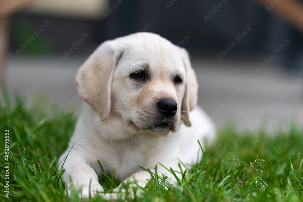 a small labrador retriever puppy 2 months old lies on the lawn grass and looks around