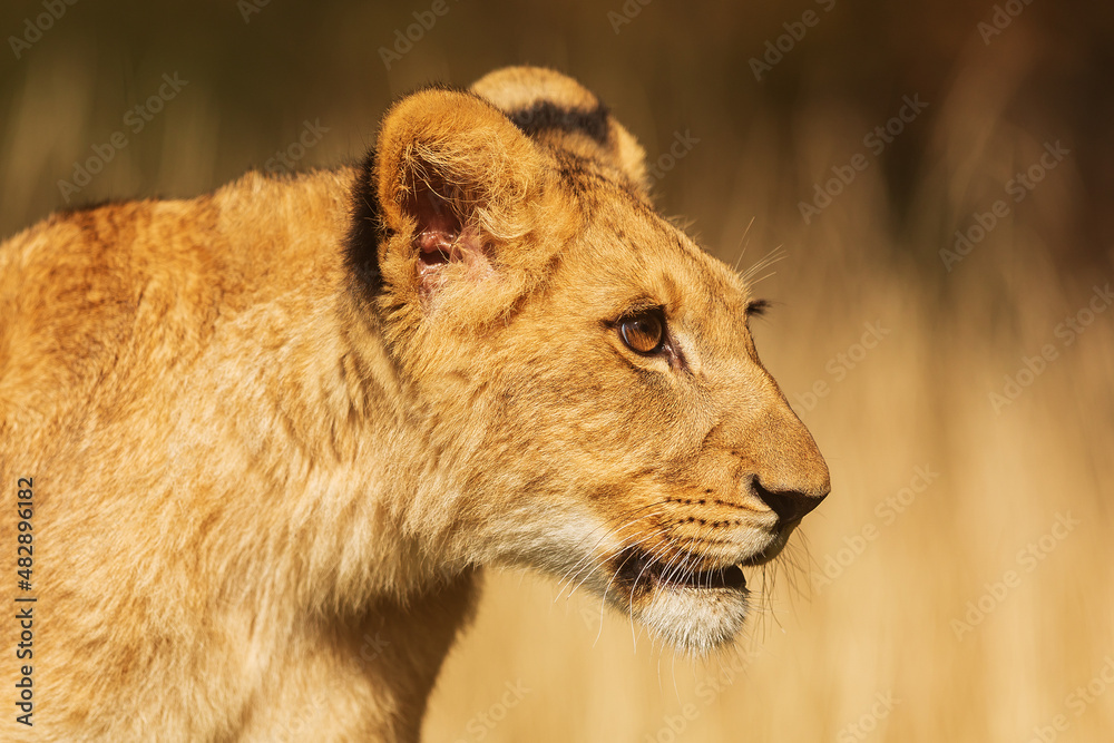 dangerouse lion (Panthera leo) lioness head close-up portrait dangerouse lion (Panthera leo) lioness head close-up portrait