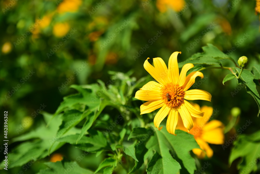 Beautiful flowers in the garden Blooming in the summer. Beautiful flowers in the garden Blooming in the summer.