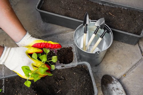 Gardener planting with flower pots tools. Woman hand planting flowers petunia in the summer garden at home, outdoor. The concept of gardening and flowers. Gardener planting with flower pots tools