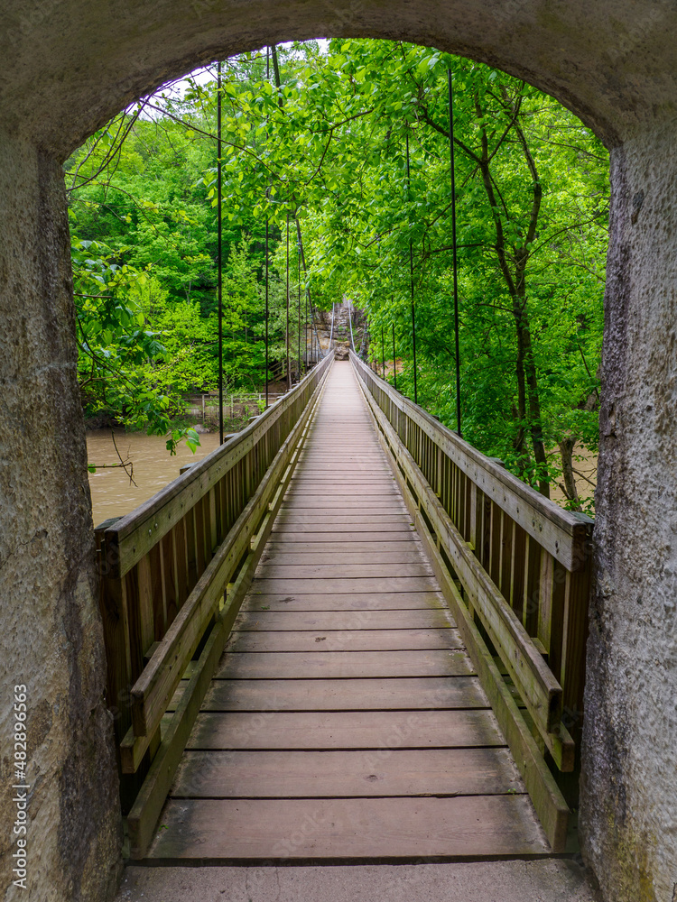 bridge in the forest