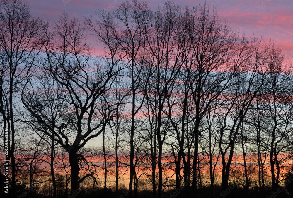 Sehnsuchtsfoto: Sonnenaufgang in Winsen Luhdorf im Winter durch die Bäume
