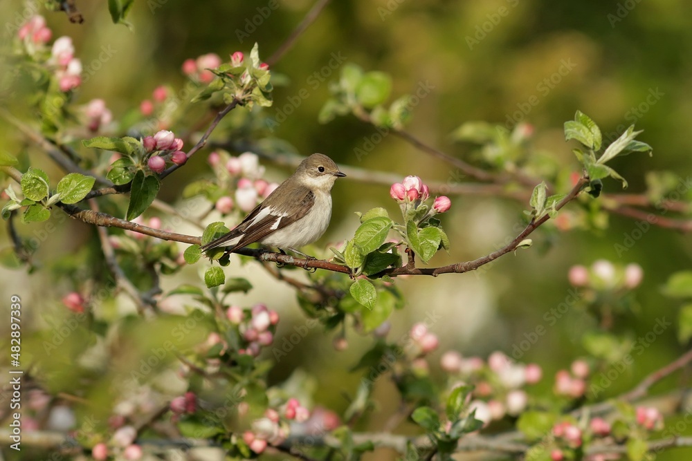 bird on a branch bird on a branch