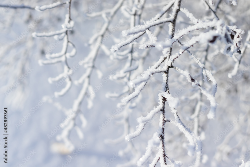 snow covered branches snow covered branches