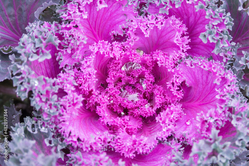 Ornamental coloured purplecabbage covered with dew drops or rain. Abstract floral background. Selective focus. Various Acephala or brassica oleracea.