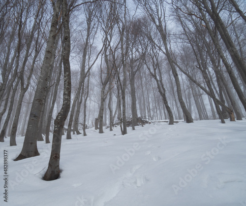 Fototapeta Naklejka Na Ścianę i Meble -  Bieszczady National Park in winter. Snow-covered slopes of Polonina Wetlińska.