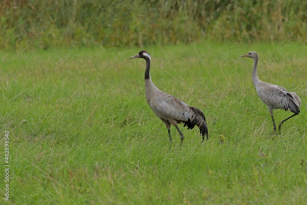 Obraz premium grey crowned crane in the wild