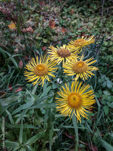 Mountain arnica flower,medical herb photo