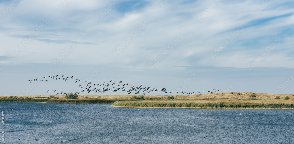 birds in flight over the river 