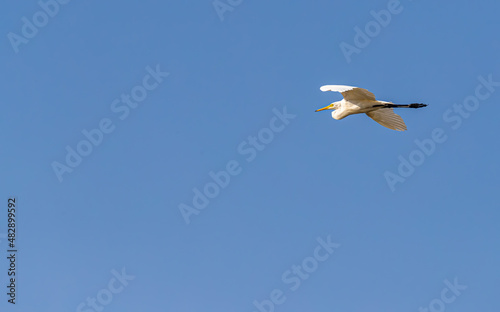 Greater Egret in flight on wet land © YK