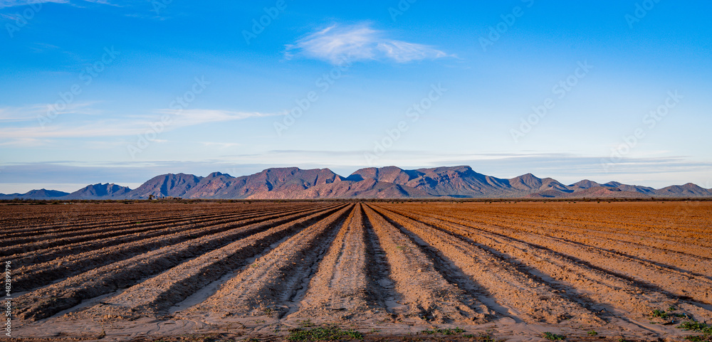 A field in an industrial farming operation in Arizona with rows of bare earth in vanishing point perspective towards a desert mountain range